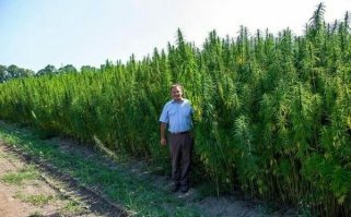 Пять кустов говорите можно....
Кустики всякие бывают