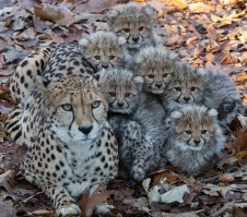 Умилительные фото животных, ставших мамами