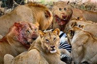 Выражение лица у льва какое-то упоротое......