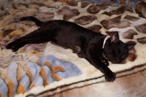 На моего старого Черного похож. Такой классный и спокойный был.  Лечебный!!! Он меня после операции каждый вечер обнимал и лечил.