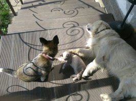 живут как кошка с собакой .
это так что ли :