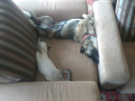 живут как кошка с собакой .
это так что ли :