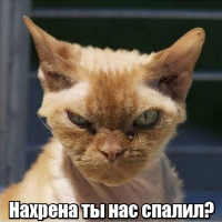 Кошки и интересные факты про них