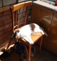 У свекрови кошке в этом году исполняется 20 лет. Мы не знаем когда точно, она подобрашка. Но до сих пор, по настроению может за насекомым погонятся, ласковая, красивая. Но как все старушки любит понежится на солнце.