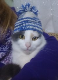 наша Лапка ...