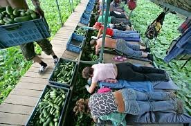 Хорошая клубничка, интересно как сорт называется....