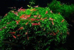 Кревтки берите черри 5-7 шт. Когда привезете постепенно с аквы доливайте воду не большими порциями в течении 30 и более минут. Почитайте правила пересадки рыб и креветок, на моей памяти черики самые не прихотливые как и макробрахиумы, но они вам не подойдут.