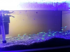 У меня данио такие.