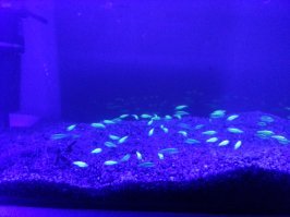 У меня данио такие.