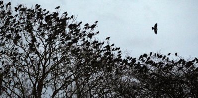 У меня за окном только галки с воронами живут. Поют шикарно. Особенно радуют, когда в пять утра галдеть начинают)