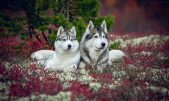 Териберка. Вдохновение Русского Заполярья