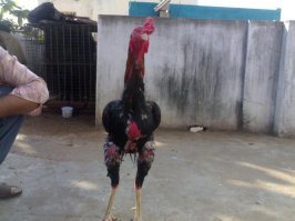 Собственно вот так вот он и выглядит.