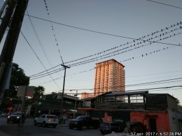 Был прошлым летом в штатах недалеко от Хьюстона.  Эти птицы там везде, но в соновном на проводах висят. Тусуются пачками. Орут не смолкая даже ночью