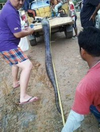 Слева один "опухший от голода". А вот интересно, если бы на змеек не наткнулись, то всей деревне-хана? Другое дело -халявный деликатес подвернулся.