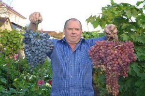 Если на первом фото сбор клубники то это грозди арбузов.