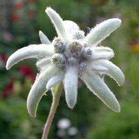 а у нас в хакасии эдельвейс вполне неприметный цветок , что растет повсеместно на всех лужайках по всей хакасии