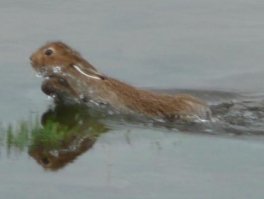 Очевидцы рассказывают, что были свидетелями, как зайцы переплывали речку шириной в 0.5 км и что они совсем не боятся воды, но только не ранней весной. Потому, что именно в это время года, когда вода очень холодная, или даже на реках ледоход, зайца в воду даже морковкой не заманишь! Холодно очень, окоченеть заяц боится и утонуть, поэтому и предпочитает отсиживаться на небольших сухих островках.