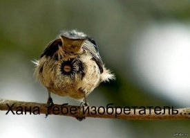 Что делать, если птицы загадили забор