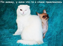 Смешные комментарии и высказывания из социальных сетей