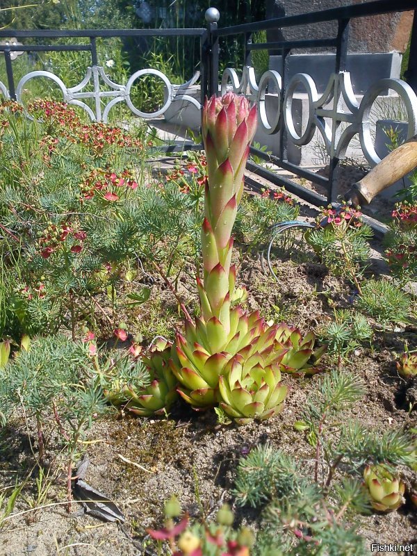 Артишок – это нераспустившаяся почка растения Сinara scolymis, состоящая из м...