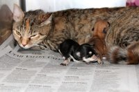 А бывает, что у кошки и щенки рождаются