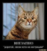 Отличная идея! Но есть нюансы. Вам какой вариант больше по душе - домашний уют или запах свободы?