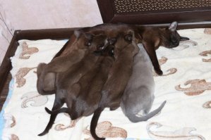 Обаятельные малыши! Только это не седина,  другая структура волоса и причины. Светлый  возрастной пушок не особо хороший признак, но жизни малышей  может не угрожать. И котик "перецветает" со временем, в отличие от настоящей седины. 
Седой волос же, если появился у котенка в результате стресса,травмы, неправильной инъекции в холку темному животному- ни при каких условиях не восстанавливает цвет, разве что сама луковица перестанет "работать" и он выпадет. 
У некоторых кошек сиамо-ориентальной группы у котят изначально светлые окрасы , потом  темнеют даже до черного. Это нормально.
Например, малыши бурмы при рождении все светло-бежевые, даже заранее трудно определить, кто в итоге станет шоколадным, голубым или соболиным, почти черным. По мере роста меняется шерсть. Еще ее цвет зависит от температуры содержания.
Глаза тоже меняют цвет, от мутно-не-пойми какого-зеленого до насыщенного желтого или янтарного. Тоже заранее сложно сказать про интенсивность.  Может формироваться до 2х лет.
В том числе и поэтому порядочные питомники определяют перспективы котенка и его цену в более взрослом состоянии и выставляют котят в продажу не ранее 3, а иногда и 5-6 мес. 
 На фото одни и те же, здоровые котята-бурмята в разном возрасте.