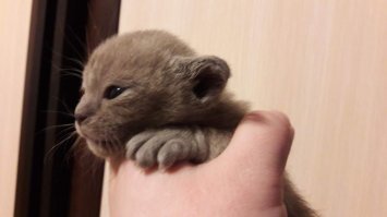 Обаятельные малыши! Только это не седина,  другая структура волоса и причины. Светлый  возрастной пушок не особо хороший признак, но жизни малышей  может не угрожать. И котик "перецветает" со временем, в отличие от настоящей седины. 
Седой волос же, если появился у котенка в результате стресса,травмы, неправильной инъекции в холку темному животному- ни при каких условиях не восстанавливает цвет, разве что сама луковица перестанет "работать" и он выпадет. 
У некоторых кошек сиамо-ориентальной группы у котят изначально светлые окрасы , потом  темнеют даже до черного. Это нормально.
Например, малыши бурмы при рождении все светло-бежевые, даже заранее трудно определить, кто в итоге станет шоколадным, голубым или соболиным, почти черным. По мере роста меняется шерсть. Еще ее цвет зависит от температуры содержания.
Глаза тоже меняют цвет, от мутно-не-пойми какого-зеленого до насыщенного желтого или янтарного. Тоже заранее сложно сказать про интенсивность.  Может формироваться до 2х лет.
В том числе и поэтому порядочные питомники определяют перспективы котенка и его цену в более взрослом состоянии и выставляют котят в продажу не ранее 3, а иногда и 5-6 мес. 
 На фото одни и те же, здоровые котята-бурмята в разном возрасте.