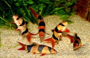 Хелены конечно здоровские товарищи, но макракантушки мне больше нравятся