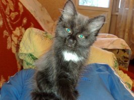 была такая, а теперь чисто чёрная с белой грудкой стала