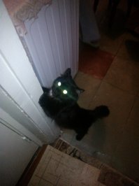 “СЕДЫЕ” котята родились у чёрной кошки!