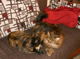 Читайте "Хвостики" Жозе Дале. Я аудиокнигу послушала, вся обревелась. Хоть и все рассказы хорошо заканчиваются. Автор русская, пишет про спасение русских котов. Псевдоним у неё такой в Самиздате. А у меня два хвоста. Оба спасёныши.