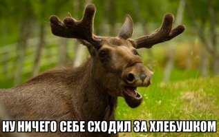 Американский лось умудрился сбить вертолет рогами
