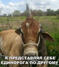 причем походу ты девственник