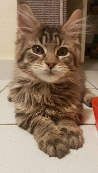 Без кота и жизнь не та!!!:)
Вот мой.