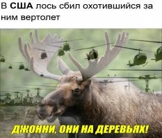 Американский лось умудрился сбить вертолет рогами