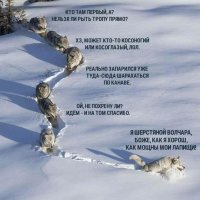 В Австралии засняли идеально выстроенный "поезд" из сотни гусениц