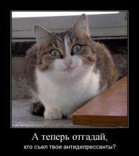Эти кошки чертовски похожи на людей!