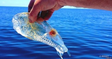 Первые в мире фото загадочных существ из "затерянного мира" Антарктиды