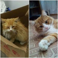 Этого подобрыша спасали всем подъездом)