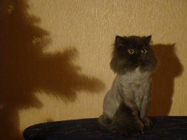 когда тебя неудачно постригли, но ты все равно красава)