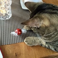 Все как всегда. Говно-рецепт, и кот на столе..после лотка и вылизанных яиц. Бон аппетит