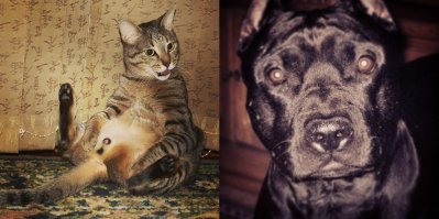 Про амстаффа