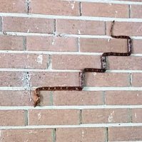 Да они как угодно умеют!