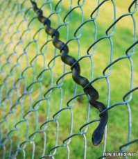 Да они как угодно умеют!