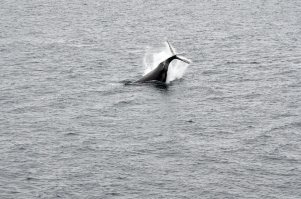 Вот мои киты. Не так красиво, как в посте, но всетаки... Снято мной. Позавчера. Антарктида. :)
