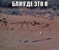 Необычное поведение змеи удивило соцсети