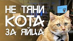 Если ты счастлив, скажи мяу: кот подпевает своей хозяйке