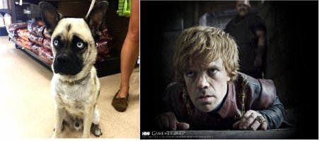 на Тириона Ланнистера похож:)