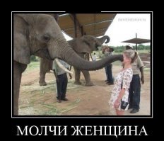 Любвеобильный слоненок пристает к симпатичной девушке